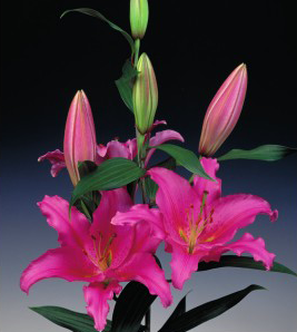 formosabulbs_lily Nashville