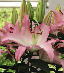 formosabulbs_lily Nashville