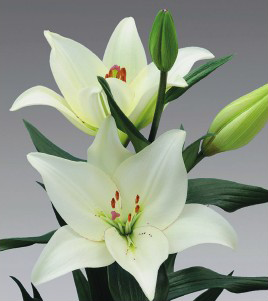 formosabulbs_lily Nashville