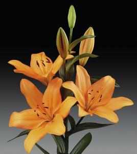 formosabulbs_lily Nashville