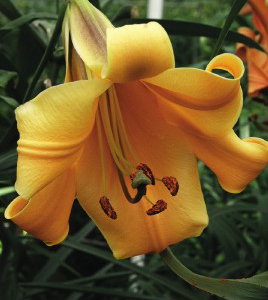 formosabulbs_lily Nashville