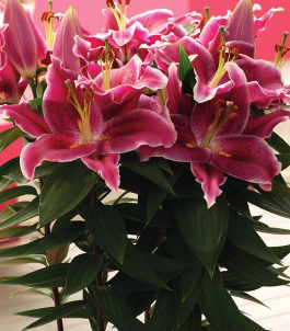 formosabulbs_lily Nashville