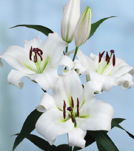 formosabulbs_lily Nashville