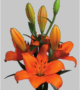 formosabulbs_lily Nashville