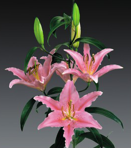 formosabulbs_lily Nashville