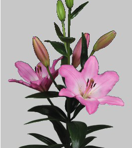 formosabulbs_lily Nashville