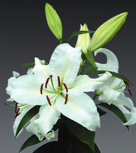 formosabulbs_lily Nashville