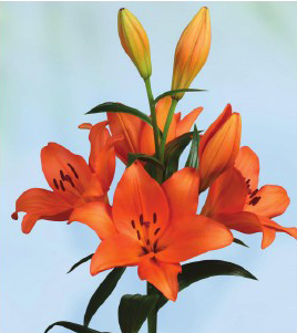 formosabulbs_lily Nashville