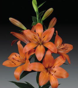formosabulbs_lily Nashville