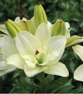formosabulbs_lily Nashville