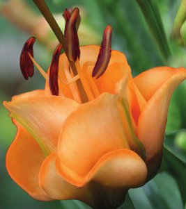 formosabulbs_lily Nashville