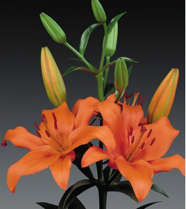 formosabulbs_lily Nashville