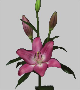 formosabulbs_lily Nashville