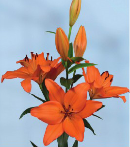 formosabulbs_lily Nashville