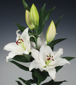 formosabulbs_lily Nashville