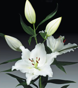 formosabulbs_lily Nashville