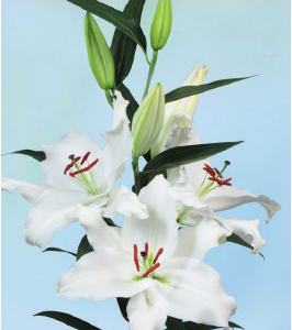 formosabulbs_lily Nashville