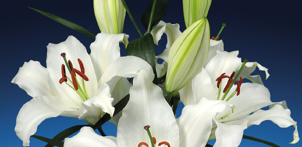 formosabulbs_lily Nashville