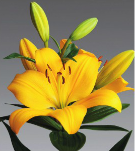 formosabulbs_lily Nashville