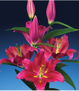 formosabulbs_lily Nashville