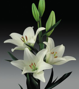 formosabulbs_lily Nashville
