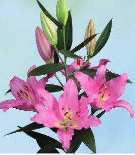 formosabulbs_lily Nashville