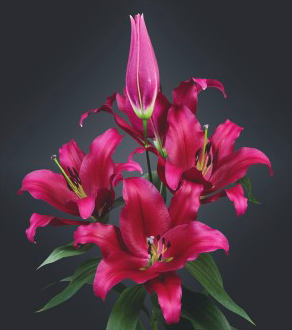 formosabulbs_lily Nashville