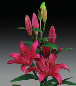 formosabulbs_lily Nashville