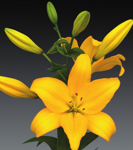 formosabulbs_lily Nashville