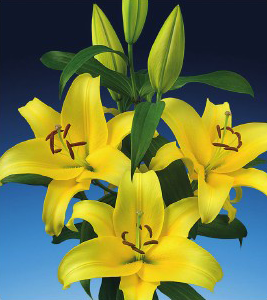 formosabulbs_lily Nashville