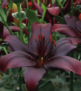 formosabulbs_lily Nashville