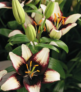 formosabulbs_lily Nashville