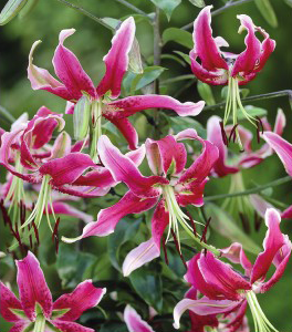 formosabulbs_lily Nashville