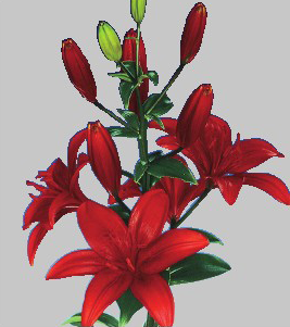 formosabulbs_lily Nashville