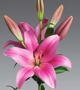 formosabulbs_lily Nashville