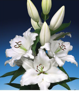 formosabulbs_lily Nashville
