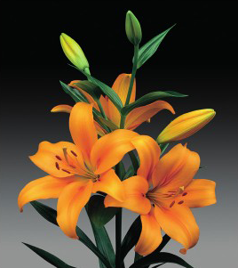 formosabulbs_lily Nashville