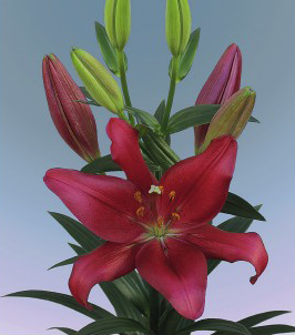formosabulbs_lily Nashville