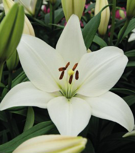 formosabulbs_lily Nashville