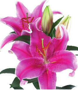 formosabulbs_lily Nashville