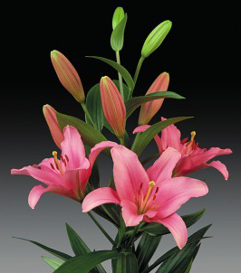 formosabulbs_lily Nashville