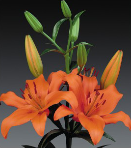 formosabulbs_lily Nashville