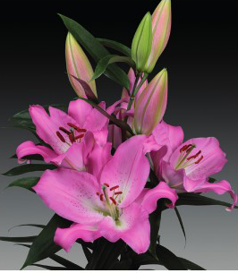 formosabulbs_lily Nashville