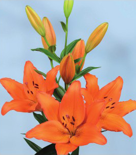 formosabulbs_lily Nashville