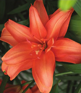 formosabulbs_lily Nashville