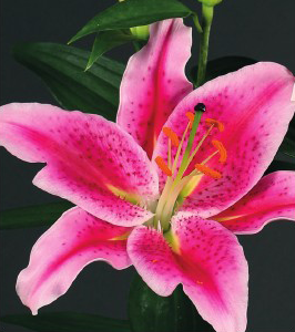 formosabulbs_lily Nashville