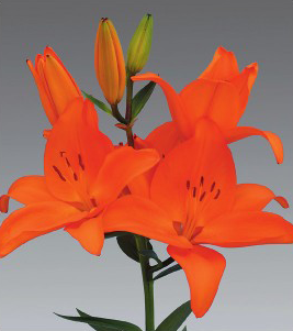 formosabulbs_lily Nashville