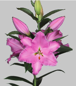 formosabulbs_lily Nashville