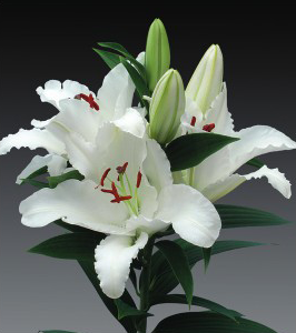 formosabulbs_lily Nashville