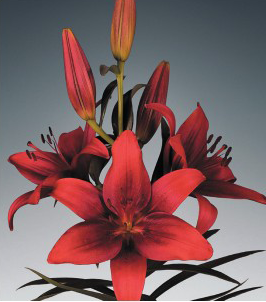 formosabulbs_lily Nashville